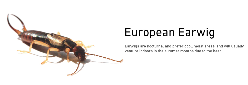 European Earwig Removal